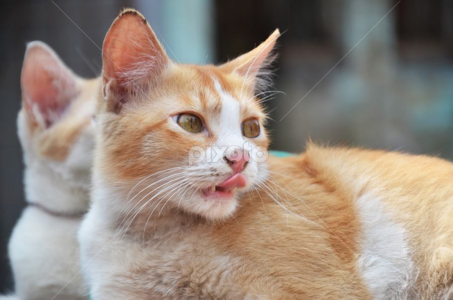 So tastee & yammi by Swapno Hin - Animals - Cats Portraits