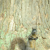 Eastern Gray Squirrel