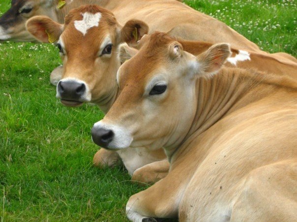 Jersey cows