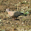 Laughing Dove