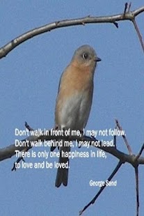 Happy Quotes! Screenshots 7