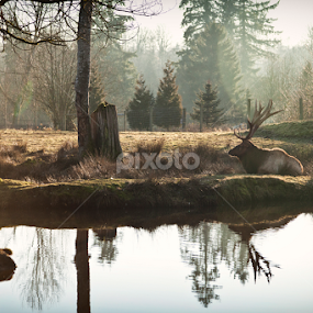 Its All Bull by Monte Arnold - Animals Other Mammals