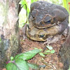Marine Toad