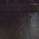 Mottled Ducks