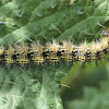 Indian Tortoiseshell  caterpillar