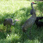 Sandhill Cranes and Turkey Vultures