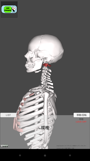 和鍼灸院式解剖学（骨格） 3D