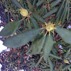 Rhododendron Pinxter Flower