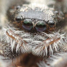 Bark Jumping Spider by Michael Duncan - Animals Insects & Spiders