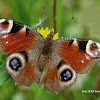 European Peacock