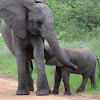Baby elephant(s)