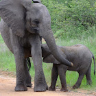 Baby elephant(s)