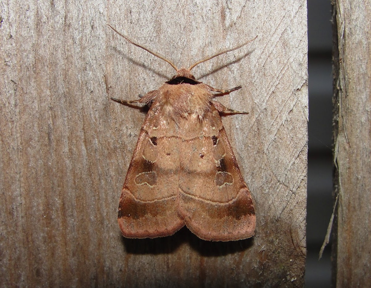 Pale-banded Dart Moth