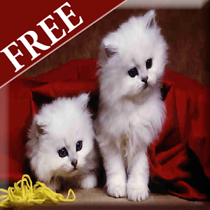 Cats Wallpaer 2.0