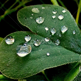 by Mariana Bešker - Nature Up Close Leaves & Grasses