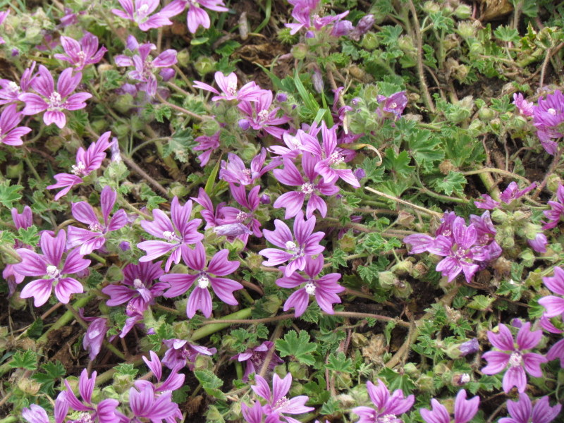 Dwarf mallow