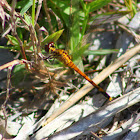 Seaside Dragonlet Dragonfly (female)