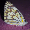 Brown-veined White (Afr: Witgatwitjie, Sci: