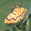 Kurrajong bag moth