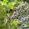 Wax myrtle