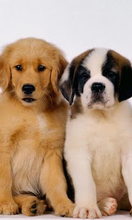 Lovely Dogs Wallpapers Screenshots 4