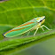 Rhododendron leafhopper