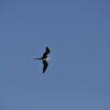 Ascension Frigatebird