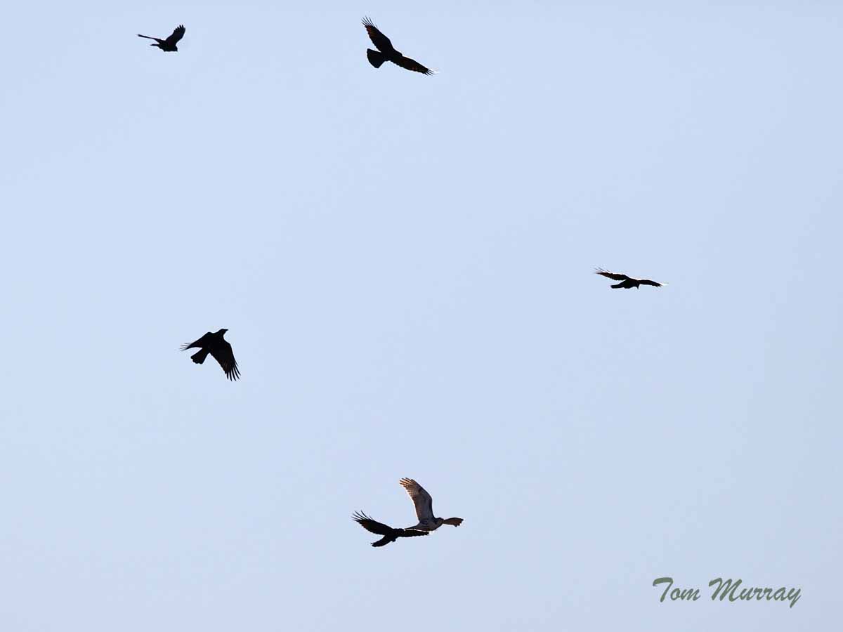 Red-tailed Hawk mobbed by Crows