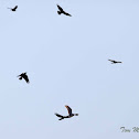 Red-tailed Hawk mobbed by Crows