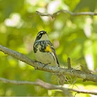 Yellow-rumped (Myrtle) Warbler