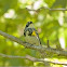 Yellow-rumped (Myrtle) Warbler