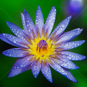 by Asher Jr Salvan - Flowers Single Flower
