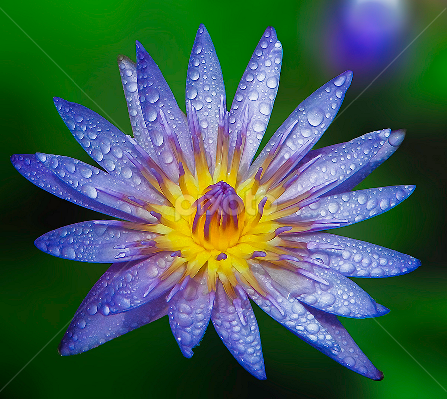 by Asher Jr Salvan - Flowers Single Flower