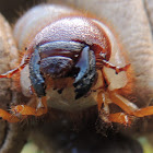 Beetle Larvaes