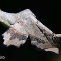 Mariposa da goiaba (Guava sack-bearer moth)