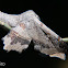 Mariposa da goiaba (Guava sack-bearer moth)