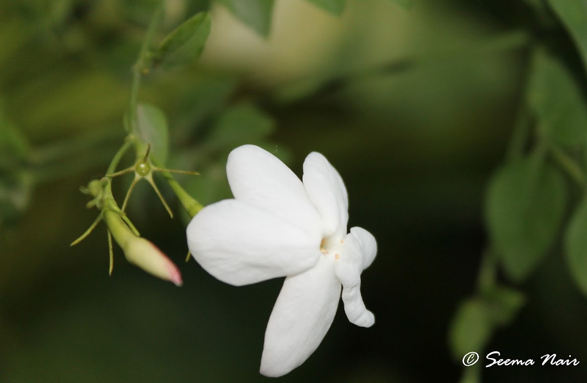 Spanish jasmine