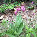 Pink lady slippers