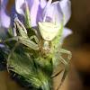 crab spider (Thomisus onustus)