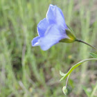 Blue Flax, Prairie Flax