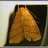 Mustard Sallow Moth