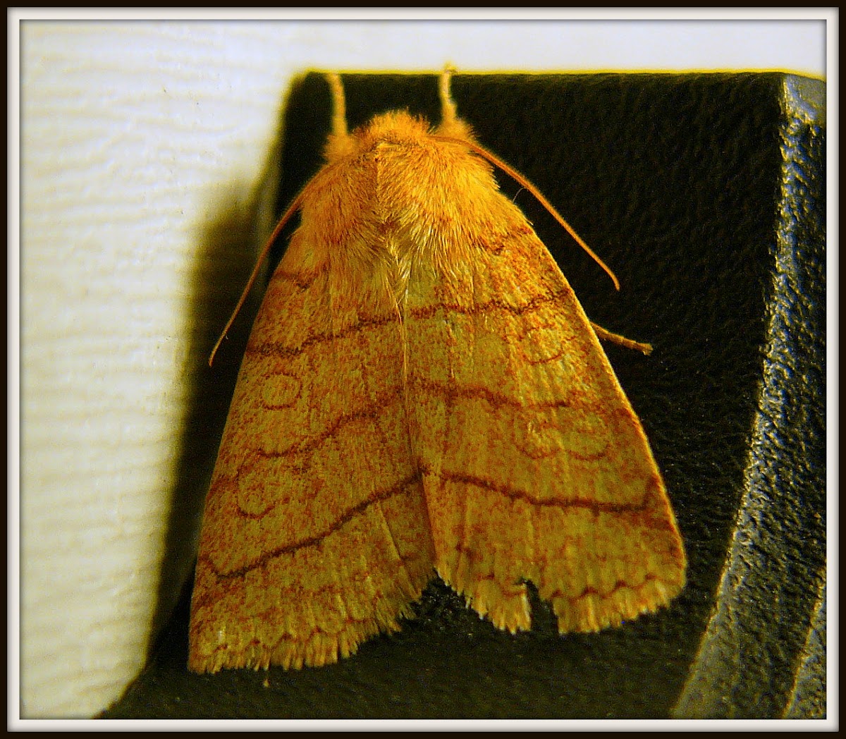 Mustard Sallow Moth