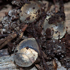 Black Keeled Slug eggs