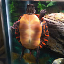 Eastern Painted Turtle