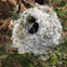Longtail Tit Nest