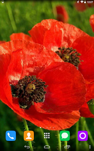 How to download Red Poppy Live Wallpaper lastet apk for pc