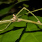 Stick Insect, Phasmid - Female