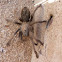 Common Desert Tarantula