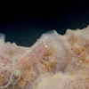 Cryptic Sponge Shrimp
