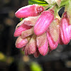 Rubus buds